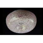 MD50001-25PI MD50001-25PI